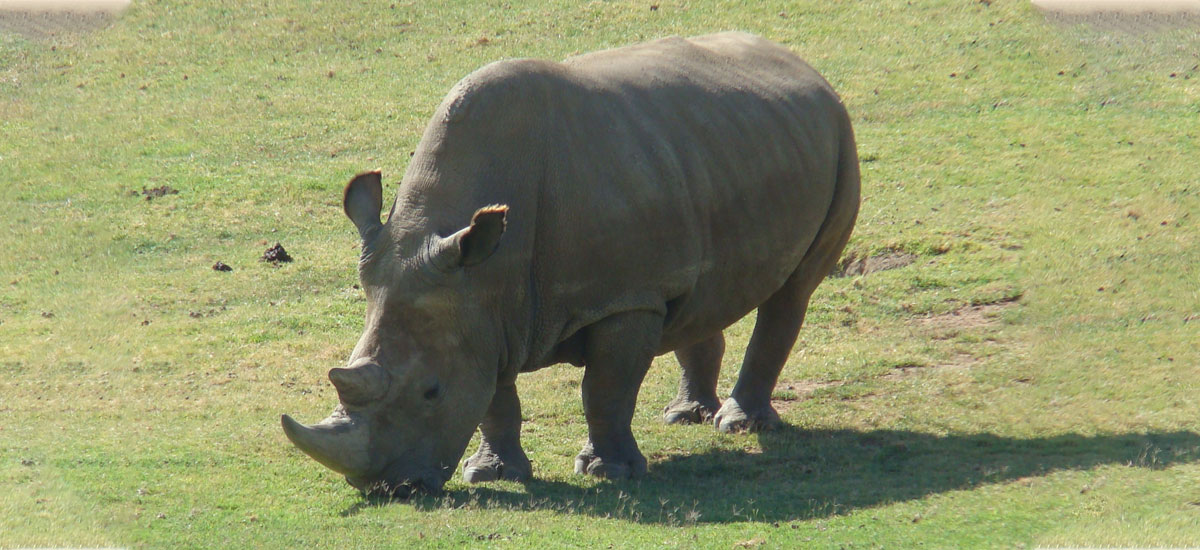 Iparraldeko rinocerontzi zuria ez dago jada, baina zientzialariek espeziea berreskuratu nahi dute. Hiru enbrioia dituzte